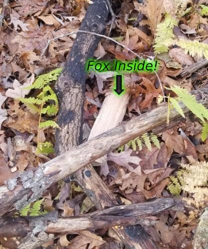foxhunt-evil-fox-labeled